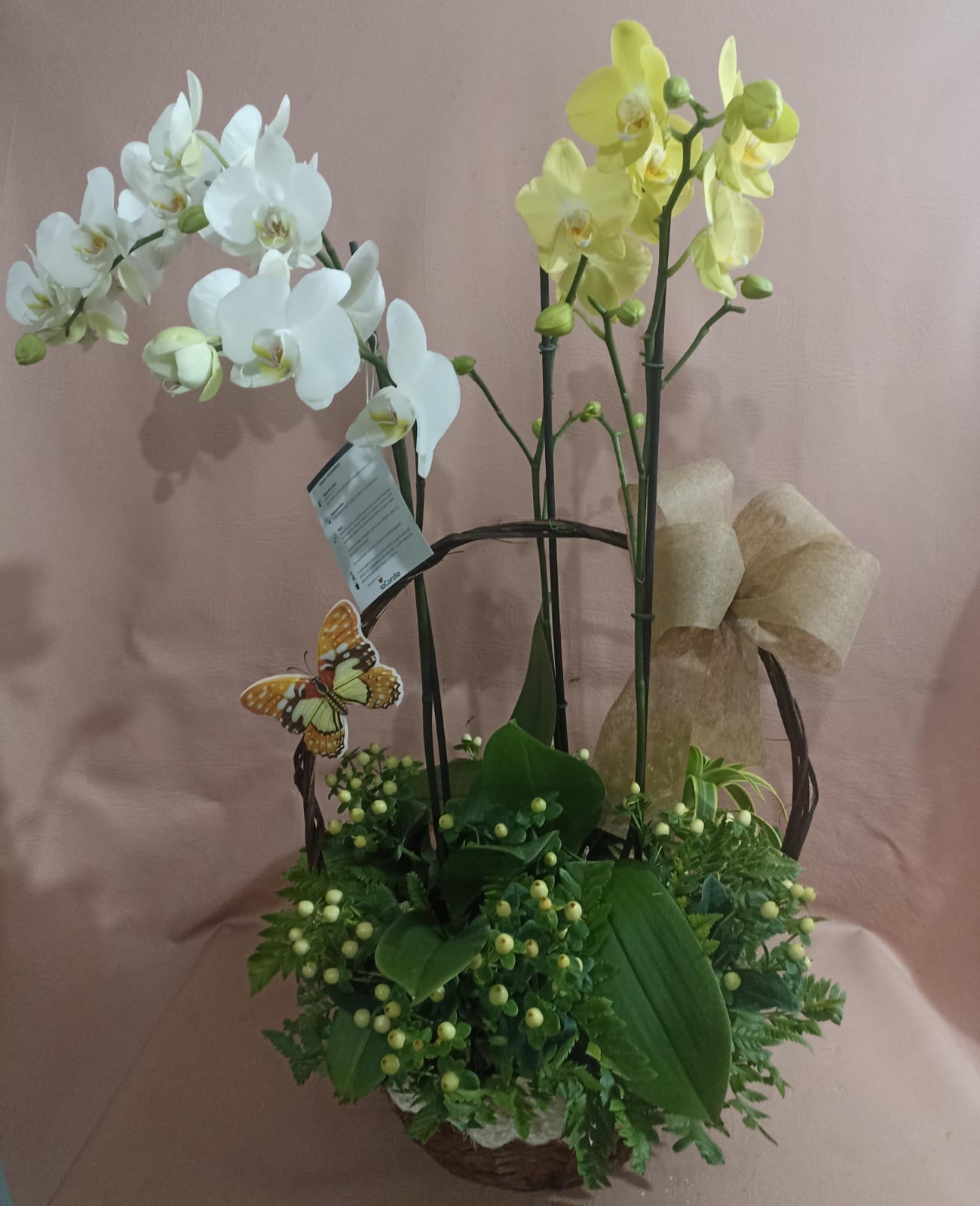 Orquídea 1